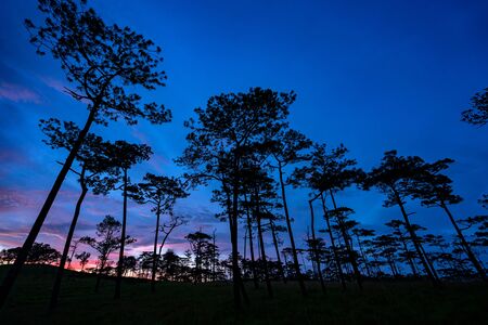 Beautiful Sunset in evening pine yard on phu soi dao national park, Thailand.の写真素材