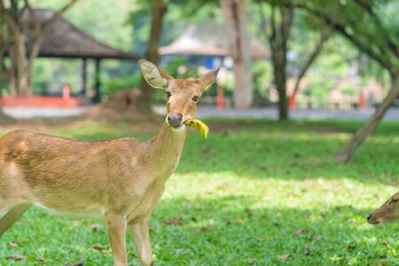 deer eat banana on green grass in the garden.の写真素材