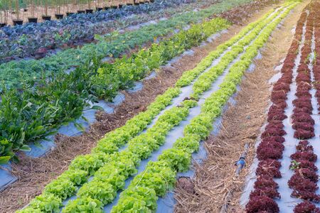 Organic hydroponic vegetable in the cultivation farm