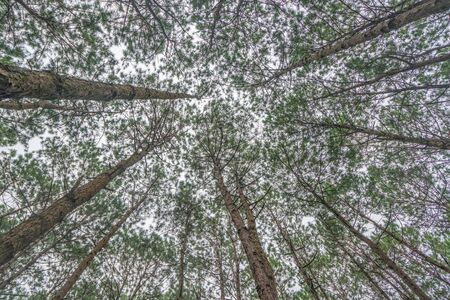 Bottom view of trunks trees in a pine forest.の写真素材