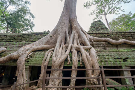 tree roots cover a historic Khmer temple in  Angkor Wat, Cambodia.の写真素材