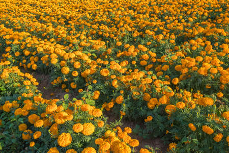 beautiful of marigold flower in beautiful garden.の写真素材