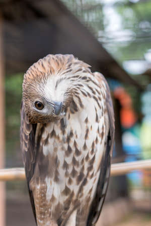 Red-tailed hawk are medium-sized hawks is a bird of prey that breeds throughout most of North America.の写真素材