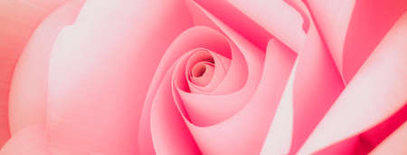 Banner beautiful of sweet color pink roses in soft style for romance background or valentine dayの写真素材