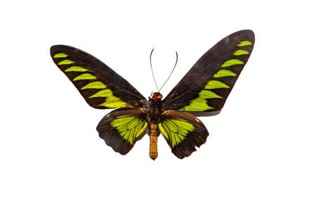 Beautiful butterfly, vindula erota, Giant butterfly Atlas Moth isolated on white background.の写真素材