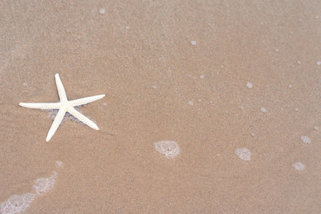 Starfish on sandy beach in summer with sea background.の写真素材