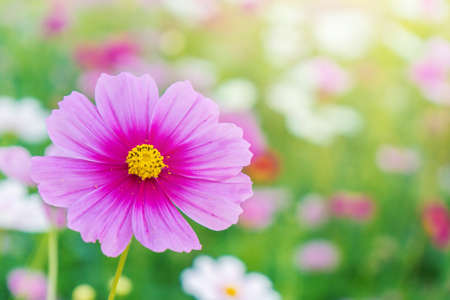 Cosmos colorful flower in the beautiful garden.の写真素材