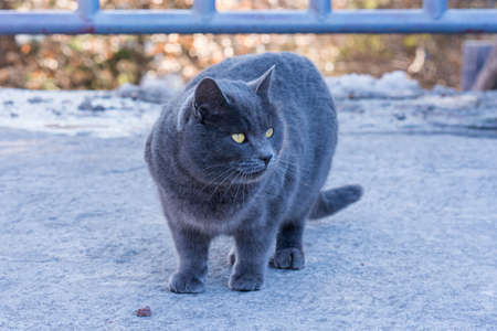 Cute cat on the mountain hill at Natural park.の写真素材