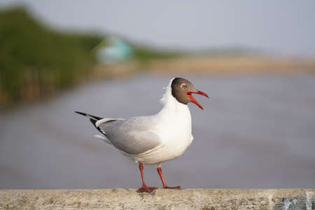Seagull standing on Rail Bridge at the sea.の写真素材