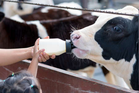 little cow feeding from milk bottle in farmの写真素材