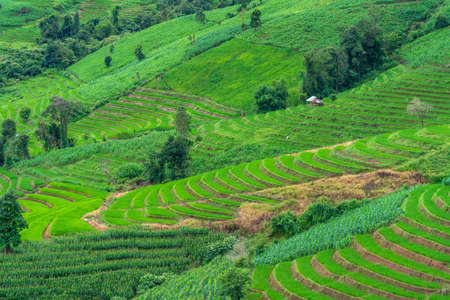 landscape rice fields of the mist floating over village at Pa Pong Pieng Chiang Mai, Thailand