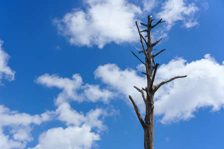 Alone dead tree or Dry tree branches against a blue sky with clouds.