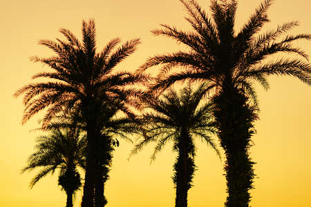 sunset over palm trees on the golf course.の写真素材