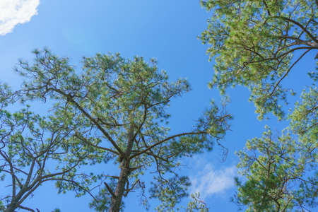 Bottom view of trunks trees in a pine forest.の写真素材