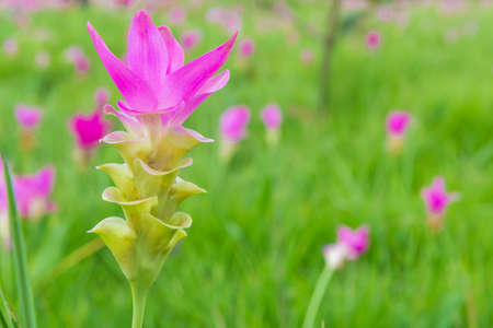 Siam tulip flower or Krachiew flowers, Curcuma sessilis flowers field are blooming in beautyful natural in rainy season at Pa Hin Ngam National park Chaiyaphum Thailand.の写真素材