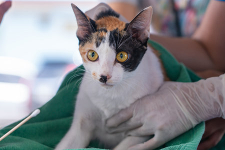 Veterinarian doctor checking cat at a vet clinic, Cat treatment at the veterinarian.の写真素材