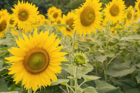 beautiful of Sunflower blooming in Sunflowers garden.の写真素材