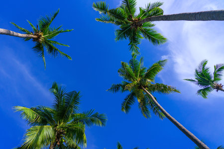 Coconut palm trees view from below and sky background in tropical beach Thailandの写真素材