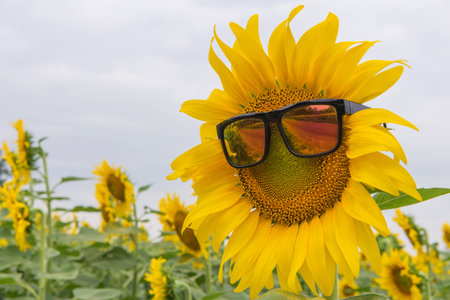 sunglasses of Sunflower blooming in Sunflowers garden.の写真素材