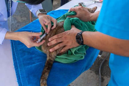 veterinarian giving vaccinates an injection to a kitten, cat treatment at the veterinarian. The concept of prevention and protectionの写真素材