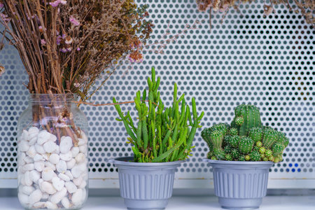Dried flowers in the wooden bucket with cactus. Room decorate in vintage style for background.の写真素材