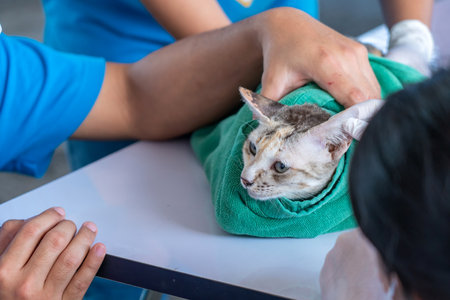 Veterinarian doctor checking cat at a vet clinic, Cat treatment at the veterinarianの写真素材
