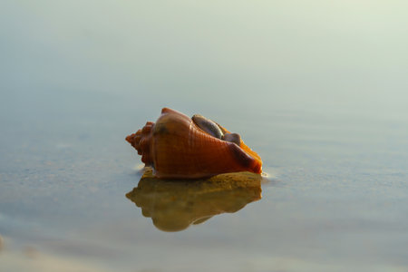 Hermit Crab or Paguroidea in a shell on tropical beach, close up sea life.の写真素材