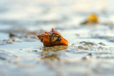 Hermit Crab or Paguroidea in a shell on tropical beach, close up sea life.の写真素材