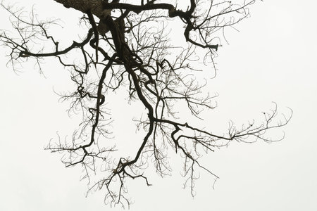 dead tree or Dry tree branches isolate on white background.の写真素材
