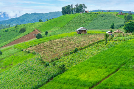 cottage or hut in rice fields of the mist floating over village at Pa Pong Pieng Chiang Mai, Thailand.の写真素材