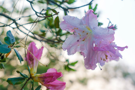 Wildflower Mountain name Flower of Rhododendron at Doi Inthanon in north of Thailand.の写真素材