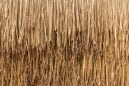 Straw roof from dry grass, Close up yellow straw wall texture background.の写真素材