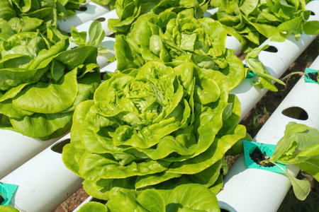 Natural organic vegetables and plants grow in farm, Growing lettuce at home in plastic pipes, healthy and proper nutrition.の写真素材