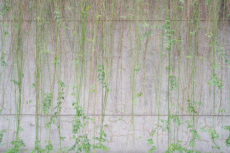 facade Branches of ivy creeper plant with green leaves covered in on concrete wall.の写真素材
