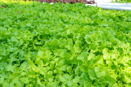 Natural organic vegetables and plants grow in farm, Growing lettuce at home in plastic pipes, healthy and proper nutritionの写真素材