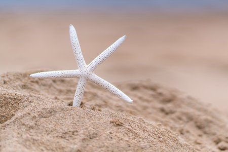 Starfish on sandy beach in summer with sea background.の写真素材