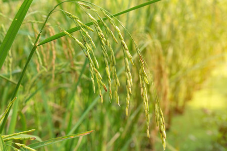 Harvest season of rice growing in autumn paddy field.の写真素材