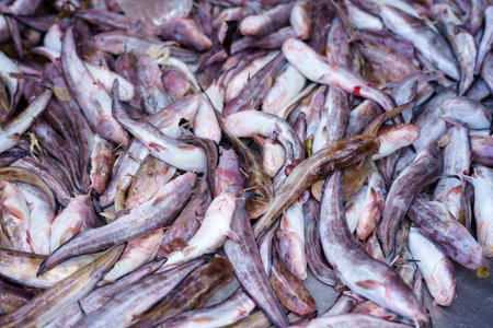 Fish or catfish in the fish market.の写真素材
