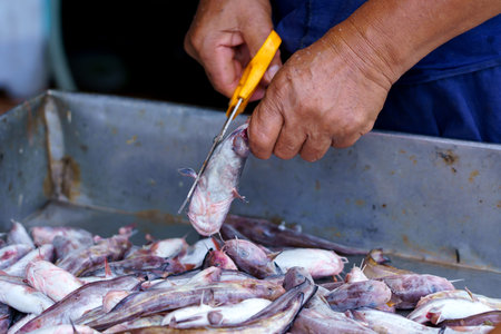 Fish or catfish in the fish marketの写真素材
