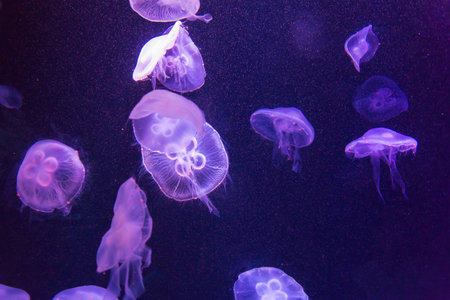 Beautiful light Jellyfish moving in water at the aquarium.の写真素材