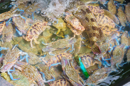 Living blue carb or resh crab in seawater basin at fresh seafood shop in the seafoods market.の写真素材