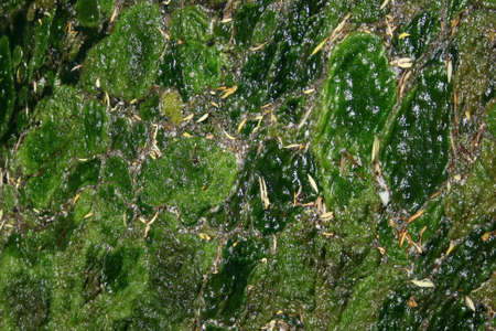 Close-up of green seaweed with water droplets. Abstract background.