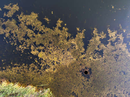 Aerial View Above Pond Bog Swamp Sinkhole Drainの写真素材