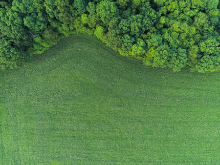 Ryegrass Field Next to Forest Top Down Aerial Viewの写真素材