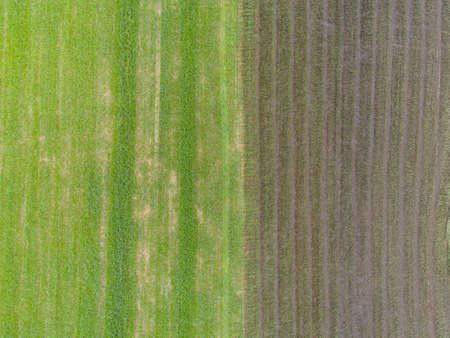 Ryegrass Farm Straight Lines Pattern Grass Texture Aerial View Fieldの写真素材
