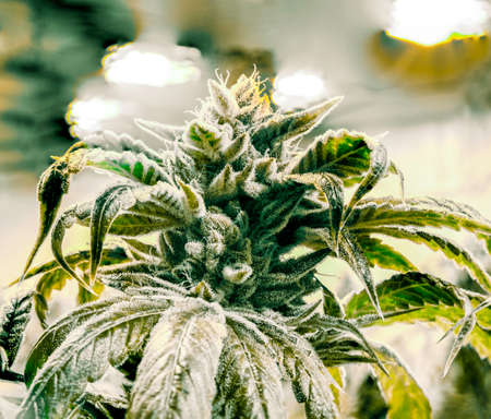 Top of Lush Mature Female Cannabis Plant Flowering Trichomes Crystals Grow Lights Background