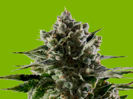 Cannabis Nug Top of Plant Trichomes Leaves Red Hairs Isolated Bright Green Color Background - Recreational Drug Use Conceptの写真素材