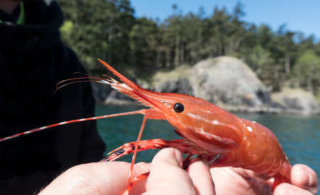 Holding a Freshly Caught Spot Prawn