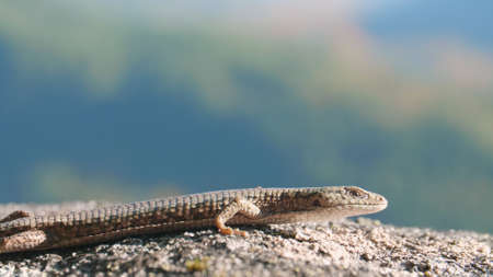 Northern Alligator Lizard in Natural Habitat