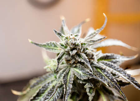 Bright Colorful Cannabis Marijuana Bud Harvest Ready Trichomes Sticky Resin Glands Close Upの写真素材